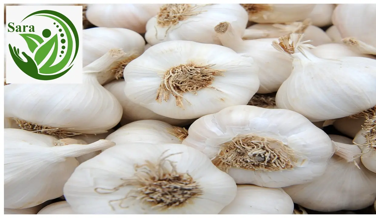 Import Egyptian Garlic to Europe and gulf area – Quality You Can Trust from El Bardy